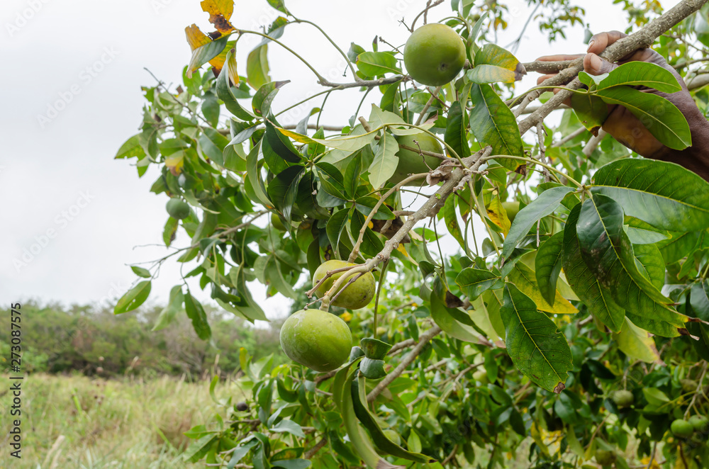 White Sapote Branch With Fruits