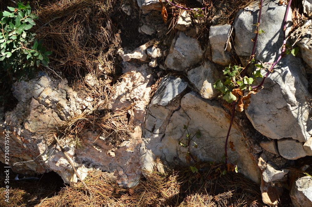 Obraz premium stones and plants