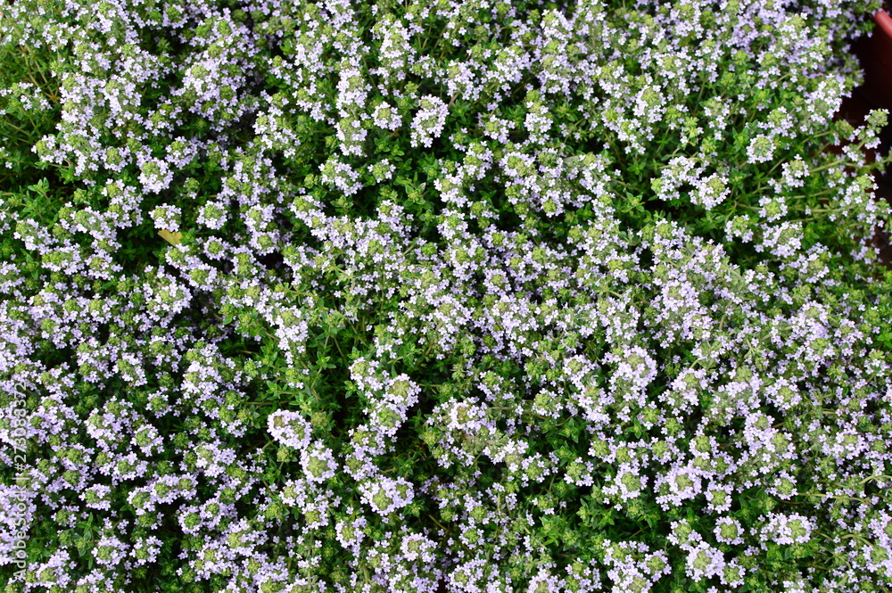 Colorful flowers in the garden