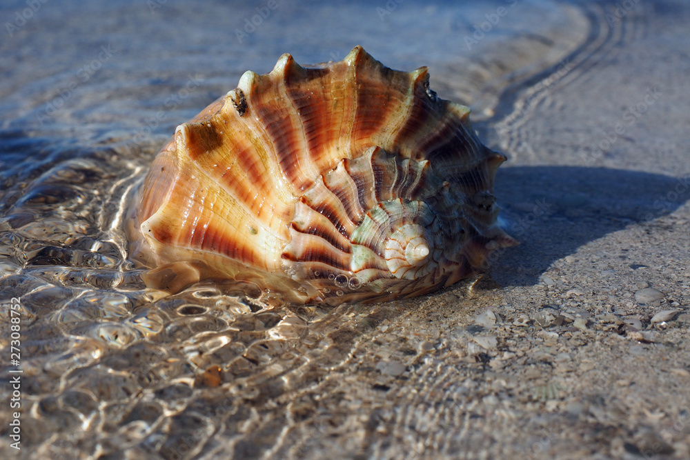 Live Lightning Whelk on exposed tidal flat at extreme low tide on East Cape Sable in Everglades National Park, Florida. Live Lightning Whelk on exposed tidal flat at extreme low tide on East Cape Sable in Everglades National Park, Florida.