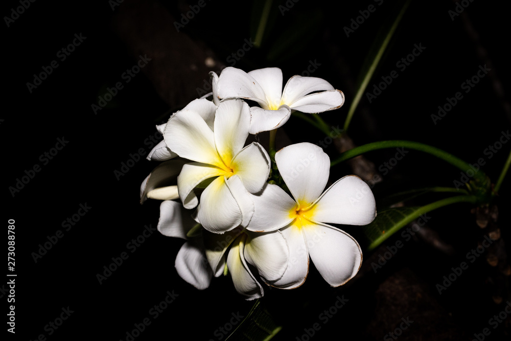 Fototapeta premium Plumeria