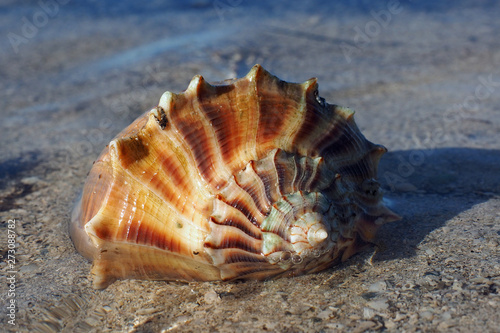 Live Lightning Whelk on exposed tidal flat at extreme low tide on East Cape Sable in Everglades National Park, Florida.