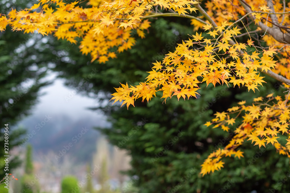 Yellow maple leaves Yellow maple leaves
