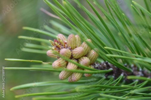 pine cone on a branch