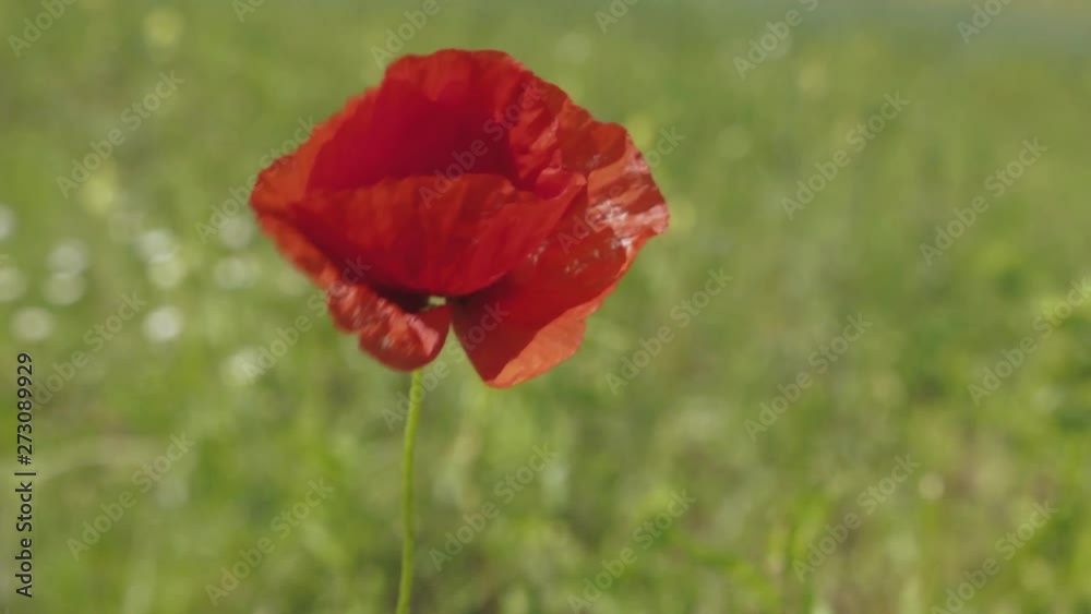 Beautiful red poppy flower moving in the wind. Beautiful red poppy flower moving in the wind.