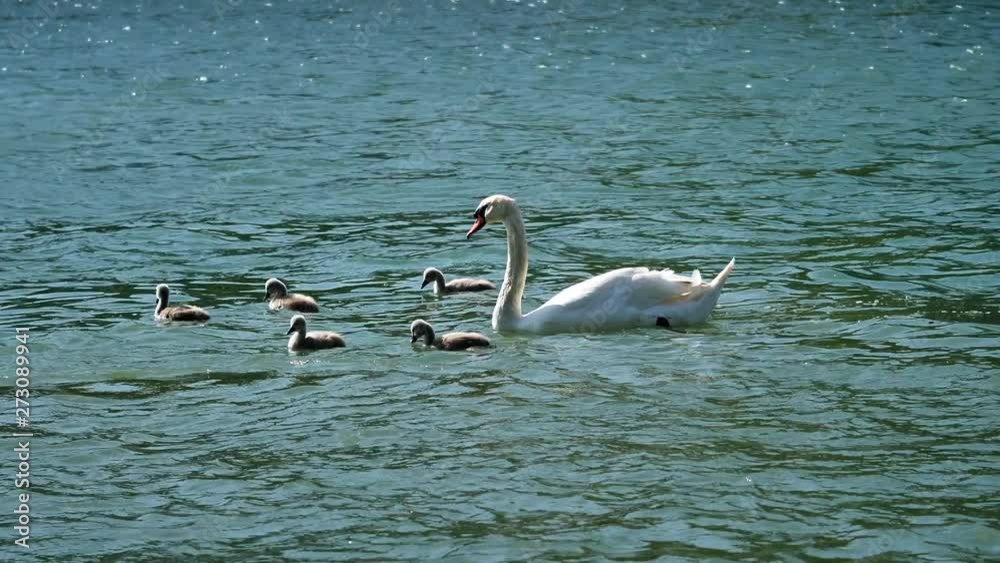 Big Swan family floats on a river. Big Swan family floats on a river.