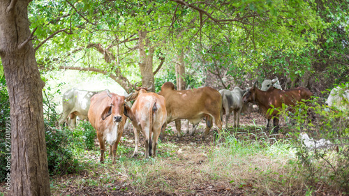 American Brahman cattle in abundant natural farms