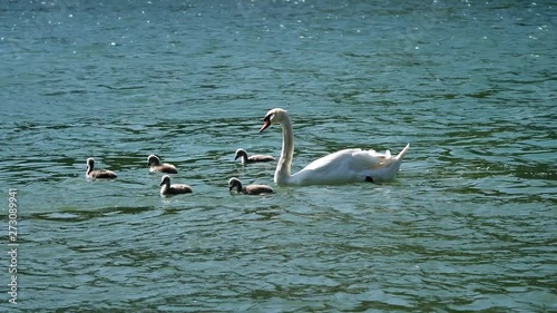 Big Swan family floats on a river. photo