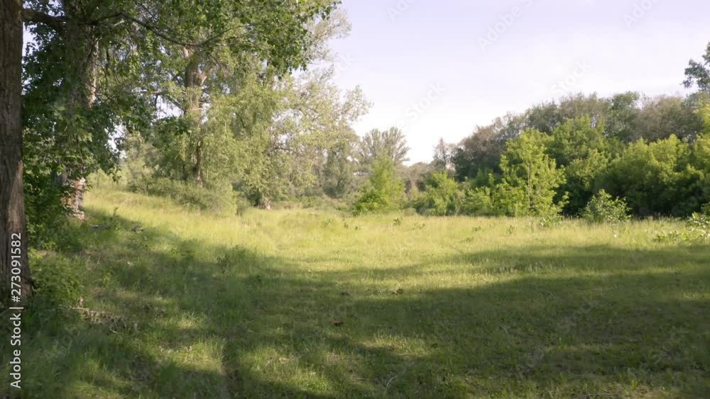Aerial approach shot along the grass in edge of the forest.Camera passing by huge Brich Trees.Pure nature,butterflies flying around.Summer day. Aerial approach shot along the grass in edge of the forest.Camera passing by huge Brich Trees.Pure nature,butterflies flying around.Summer day.
