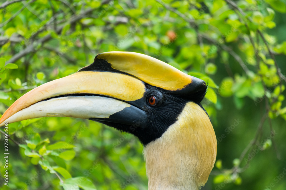 Fototapeta premium hornbill in wildlife breeding station.