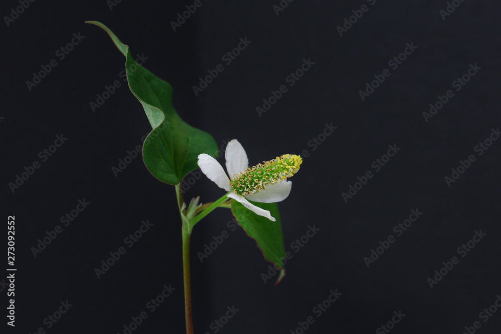flower of houttuynia on a black background flower of houttuynia on a black background