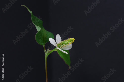flower of houttuynia on a black background