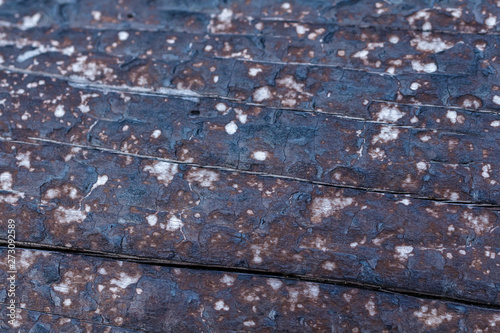 Black Charred Burned Wood tree Background Texture