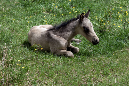 A horse with a small foal on a meadow on a summer day, on a ranch.