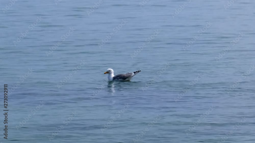 Close up of seagull cleaning her feather with beak while float in the water. Close up of seagull cleaning her feather with beak while float in the water.