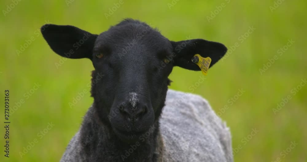 Black sheep face ears close up smelling sniffing nostrils Black sheep face ears close up smelling sniffing nostrils