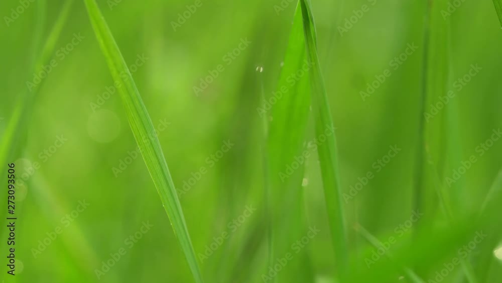 Fresh green grass with dew drops clips,dew drops on green grass footage,rain drops on green grass video, 4k dew drop on green grass movie. Fresh green grass with dew drops clips,dew drops on green grass footage,rain drops on green grass video, 4k dew drop on green grass movie.