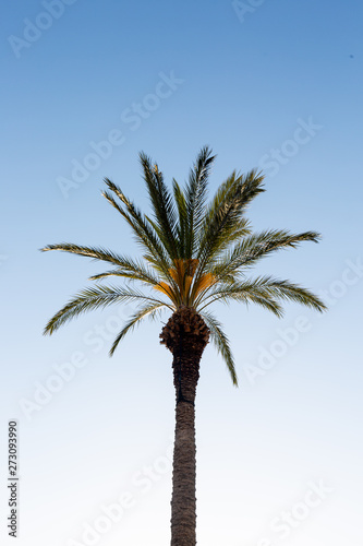 Palm and empty sky