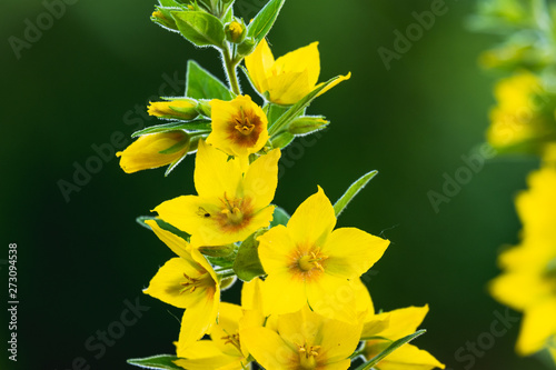 Lysimachia Punctata. Eine gelbe schöne Blume mit offenen Blüten. Die gepunktete Gilbweiderich Pflanze hat eine kräftige natürliche Farbe. photo
