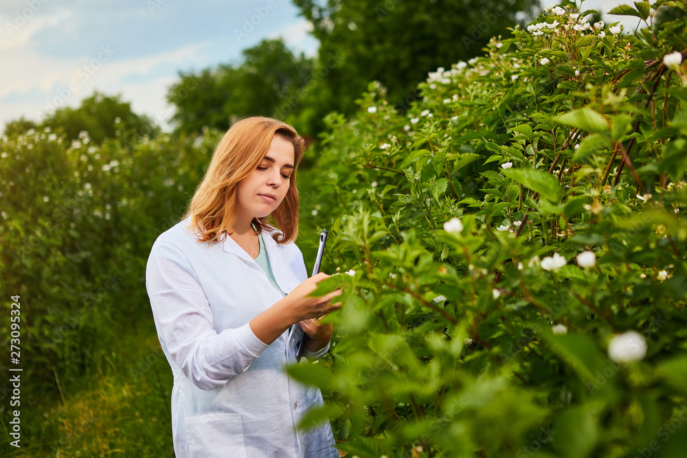 Woman scientist working in fruit garden. Biologist inspector examines blackberry bushes Woman scientist working in fruit garden. Biologist inspector examines blackberry bushes