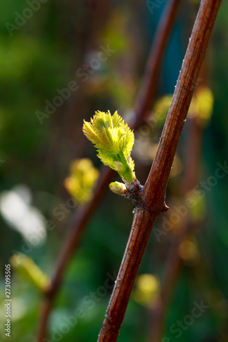 sprout of grapes