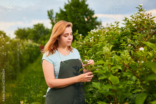 Woman farmer working in fruit garden. Biologist inspector examines blackberry bushes
