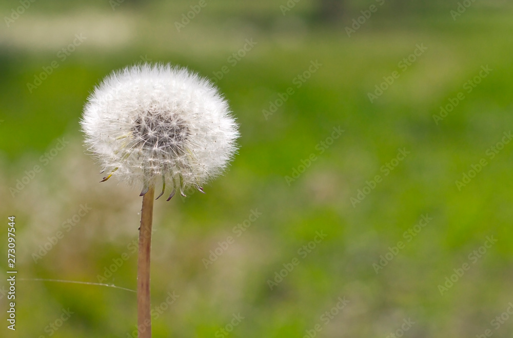  dandelion in a field on a green background.