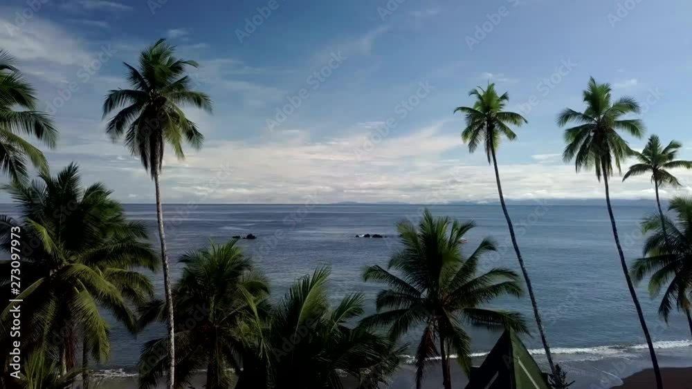 A slow pass through waving palms towards the pacific of colombia A slow pass through waving palms towards the pacific of colombia