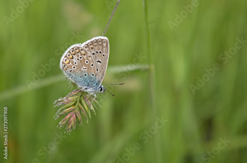 Common blue butterfly (Polyommatus icarus) with shaggy wings and body on the stem of a blade of grass dactylis glomerata covered with morning dew drops on a green grass blurred background photo