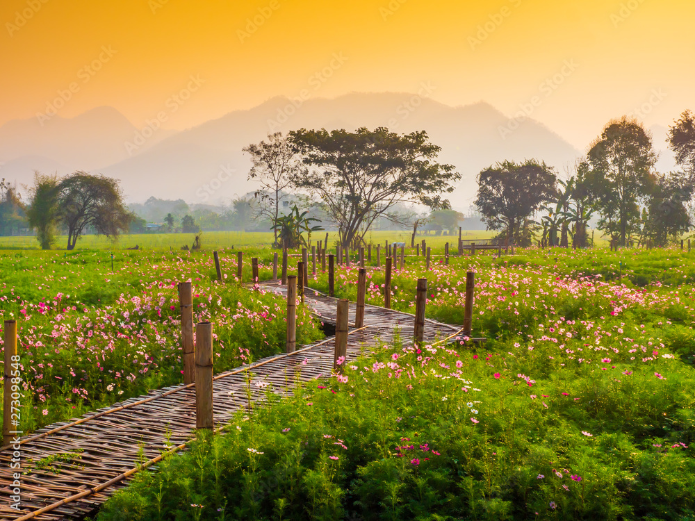 Fototapeta premium Cosmos pink flowers are blooming in the garden. With bamboo pathways In front of the high mountains in northern Thailand At the time of the sun rising in the morning with fog