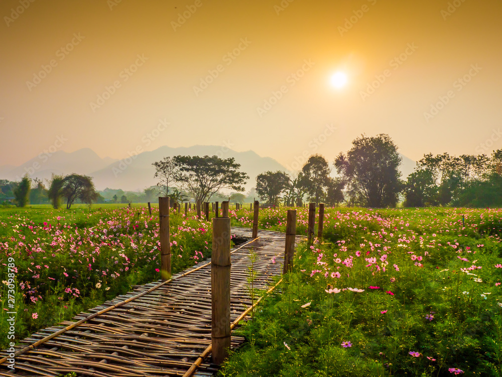 Naklejka premium Cosmos pink flowers are blooming in the garden. With bamboo pathways In front of the high mountains in northern Thailand At the time of the sun rising in the morning with fog