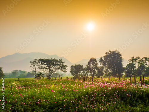 Cosmos pink flowers are blooming in the garden. With bamboo pathways In front of the high mountains in northern Thailand At the time of the sun rising in the morning with fog