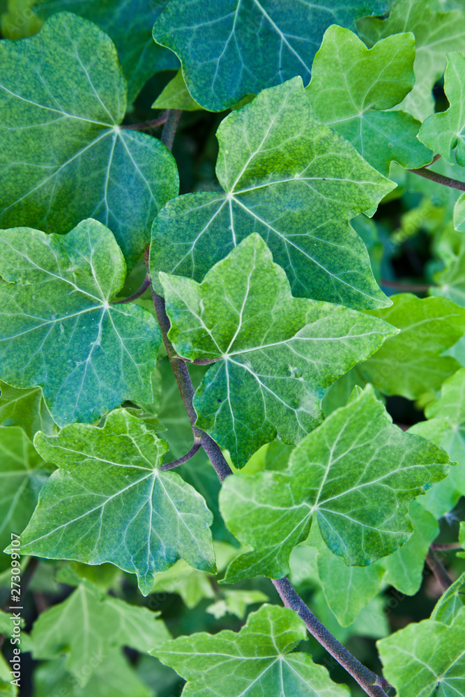 Green summer leaves pattern background. Green summer leaves pattern background.