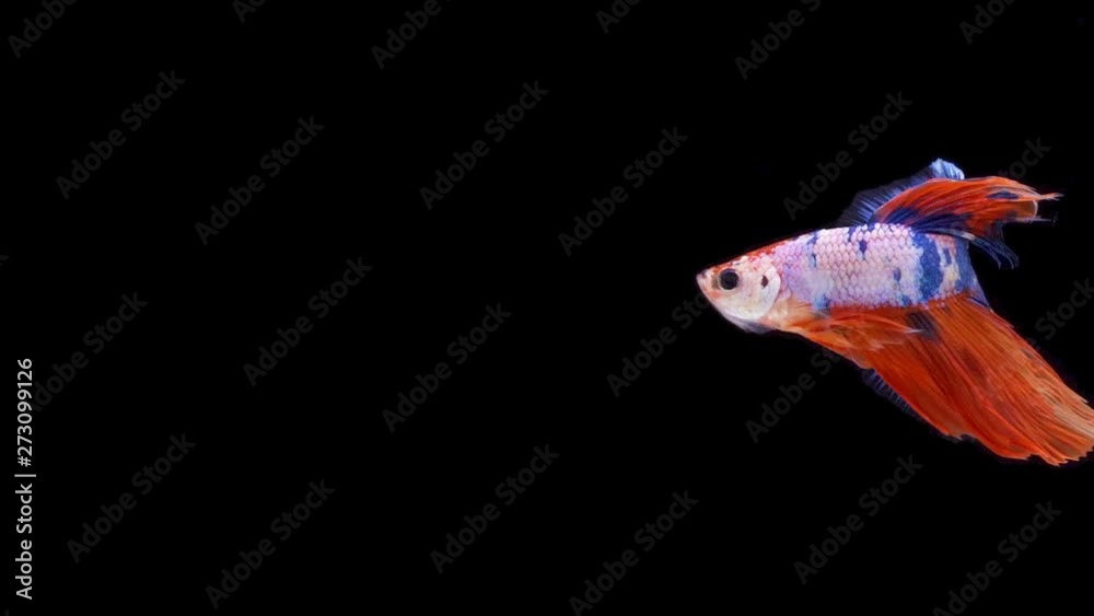 Super slow motion of Siamese fighting fish (Betta splendens), well known name is Plakat Thai Super slow motion of Siamese fighting fish (Betta splendens), well known name is Plakat Thai