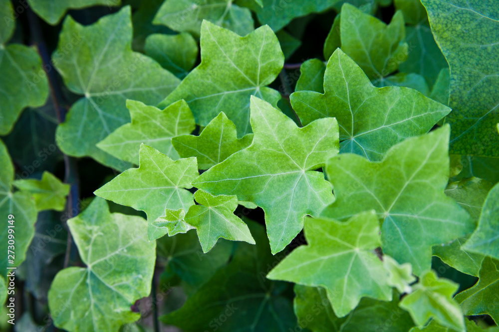Green summer leaves pattern background. Green summer leaves pattern background.