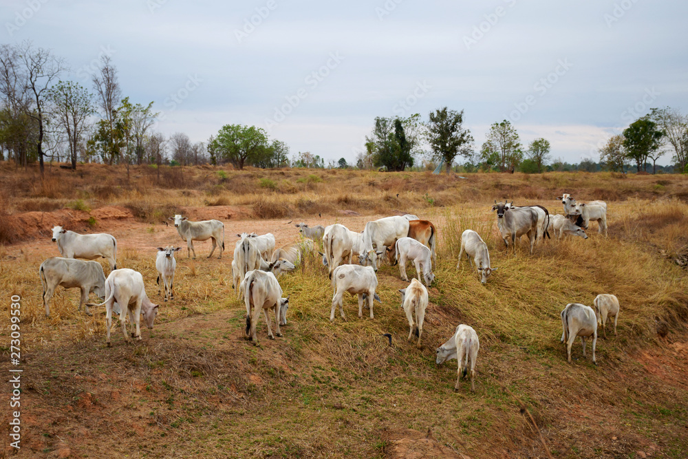 Cattle in the countryside Thailand