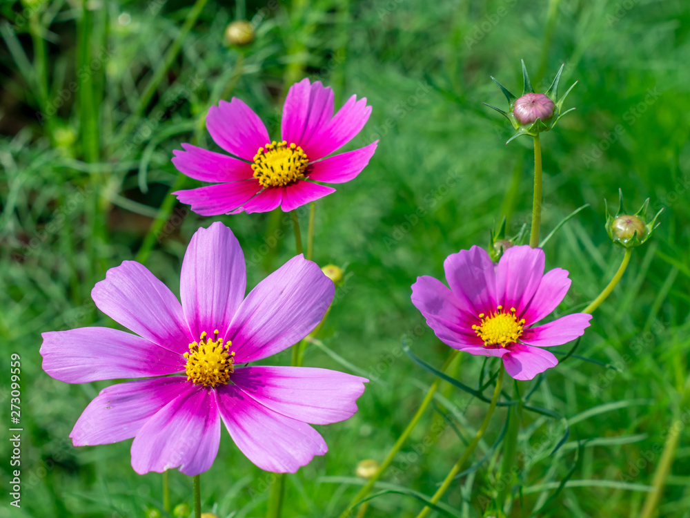 Pink Cosmos flowers blooming in the garden.shallow focus effect. Pink Cosmos flowers blooming in the garden.shallow focus effect.