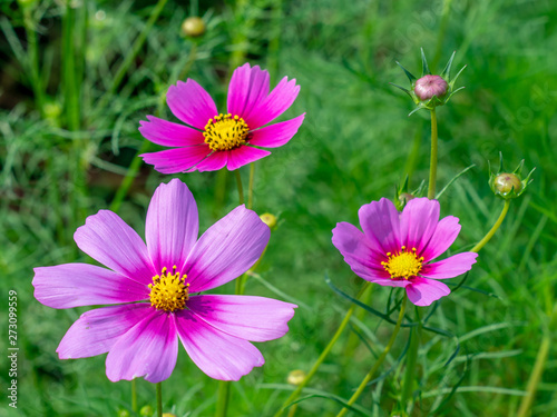 Pink Cosmos flowers blooming in the garden.shallow focus effect. © Pongvit