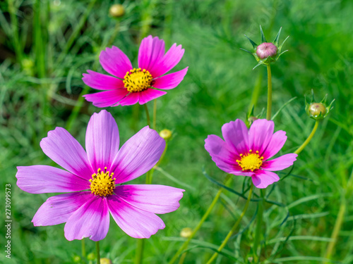 Pink Cosmos flowers blooming in the garden.shallow focus effect.