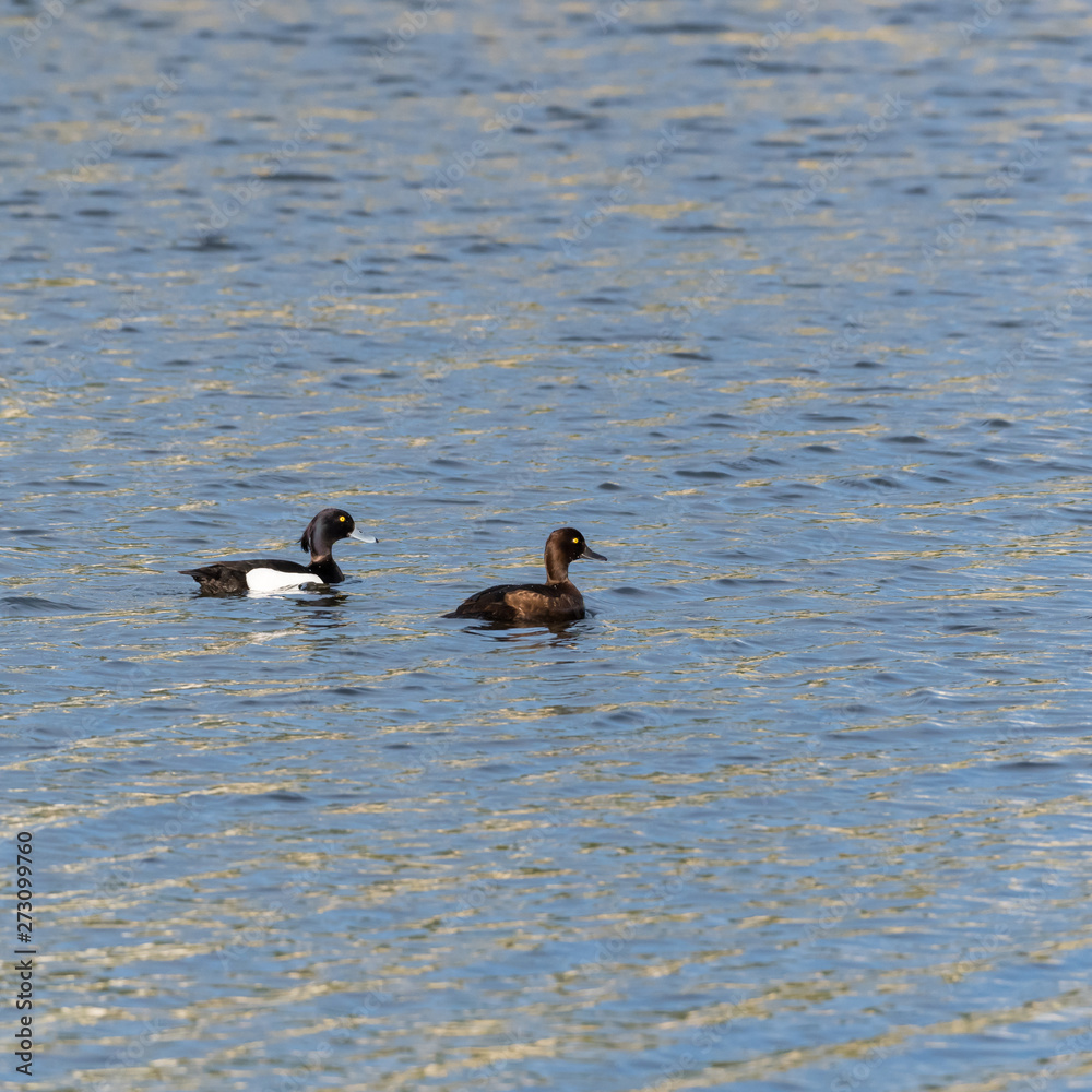 Couple of Tufted Ducks swimming in glittering water Couple of Tufted Ducks swimming in glittering water