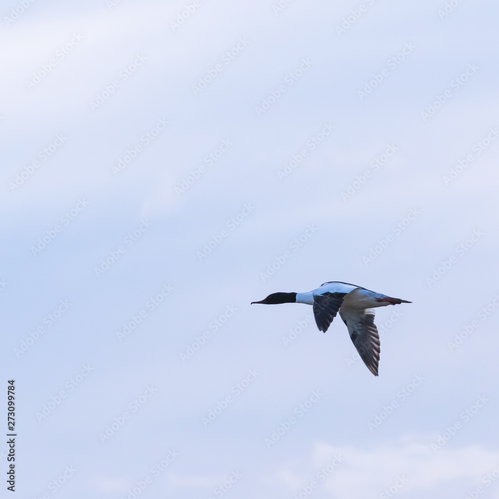 Obraz premium Male Common merganser duck flying by blue skies
