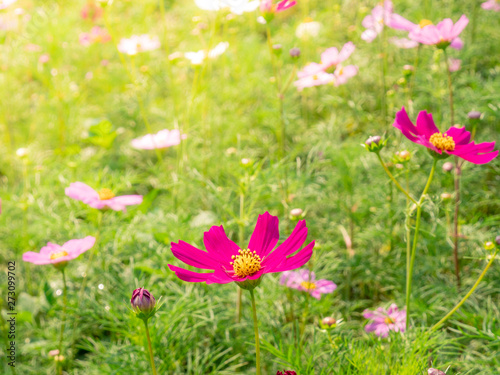 Pink Cosmos flowers blooming in the garden.shallow focus effect.