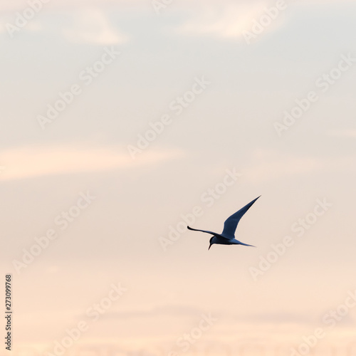 Common Tern in graceful flight by a colored sky