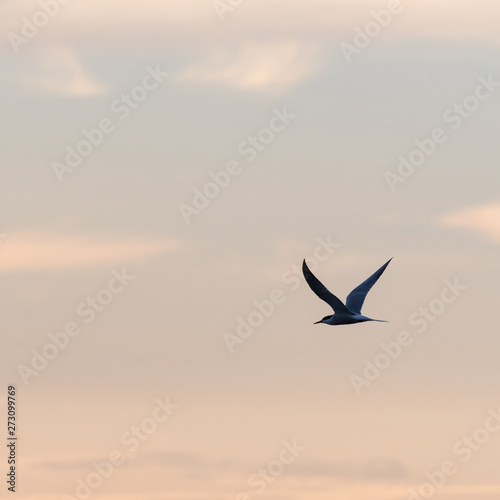 Graceful flight, Common Tern by a colored sky © olandsfokus