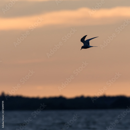 Common Tern fishing by twilight time