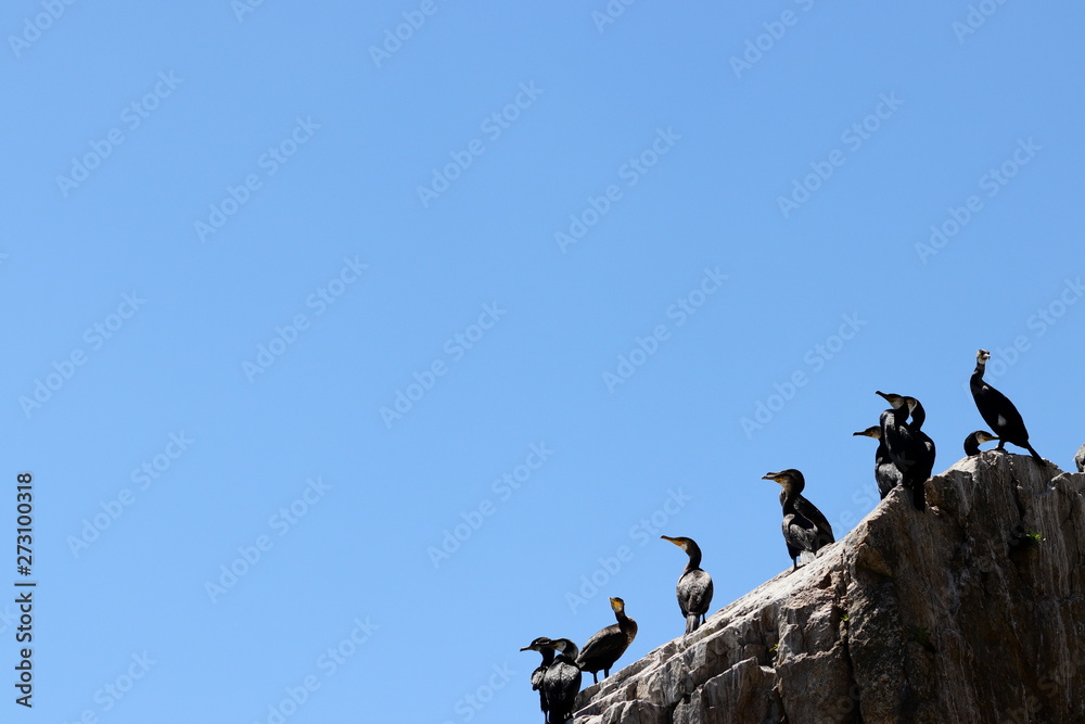 Cormorants on the rock on the clear blue sky background. Copy space for text, design template. Cormorants on the rock on the clear blue sky background. Copy space for text, design template.