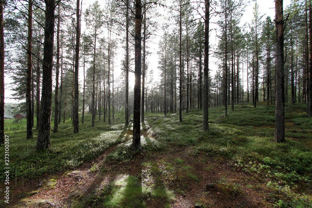 Obraz premium Lappaland forest in rain