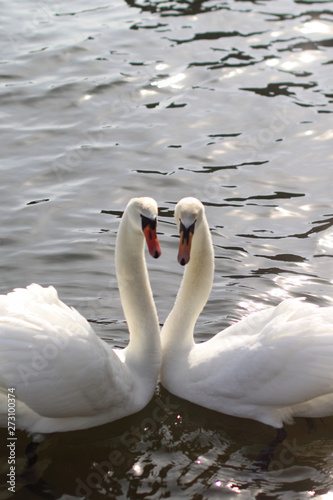 swans and heart