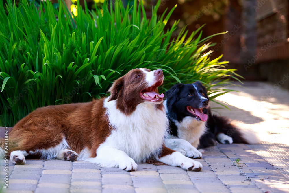 Two dogs Border Collie