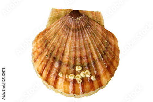 Alive sea scallop Patinopecten yessoensis with sea acorns on the shell isolated on white background